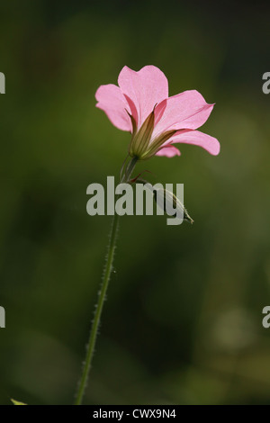 Géranium vivace 'Wargrave Pink' (Geranium oxonianum) Banque D'Images