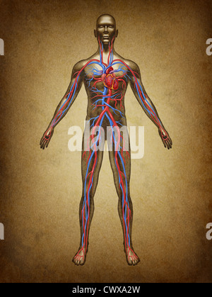 Les droits de circulation de sang clolor grunge vintage pratique dans le système cardiovasculaire avec l'anatomie du cœur d'un corps sain sur une ancienne parchement comme un symbole de la santé d'un organe comme un dossier médical pour l'éducation à la santé. Banque D'Images