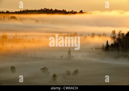 Printemps des arbres dans une vallée brumeuse à l'aube, le Grand Sudbury, Ontario, Canada Banque D'Images