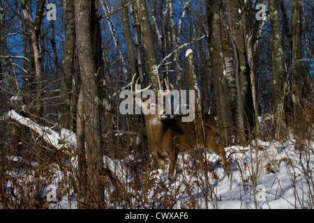 Le cerf de Virginie en hiver Banque D'Images