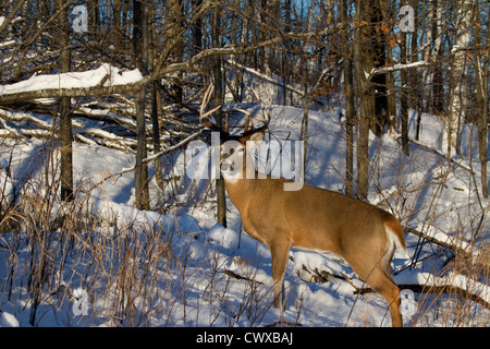 Le cerf de Virginie en hiver Banque D'Images