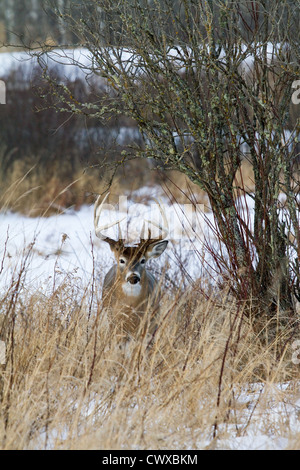 Le cerf de Virginie en hiver Banque D'Images