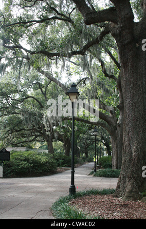 La lumière de la rue des chênes moss soirée Savannah en Géorgie Banque D'Images