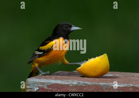 L'oriole de Baltimore mâle et orange Banque D'Images