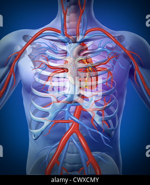 Coeur de l'homme pratique dans un squelette système cardiovasculaire avec l'anatomie du cœur d'un corps sain sur un arrière-plan lumineux noir comme un symbole de la santé d'un organe vasculaire comme un schéma médical. Banque D'Images