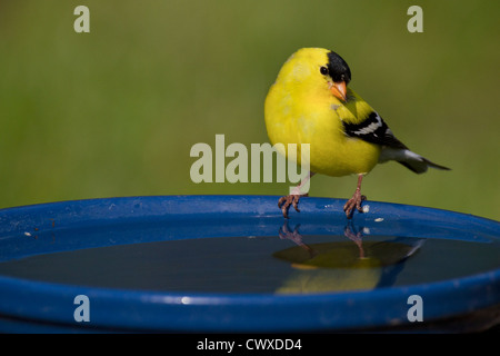 Chardonneret jaune mâle perché sur un bain d'oiseaux Banque D'Images