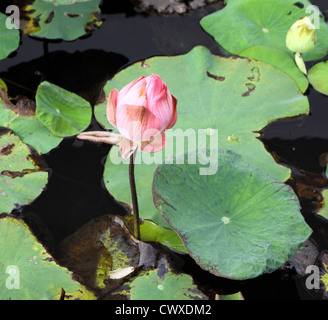 Lotus rose sur l'étang de lotus Banque D'Images