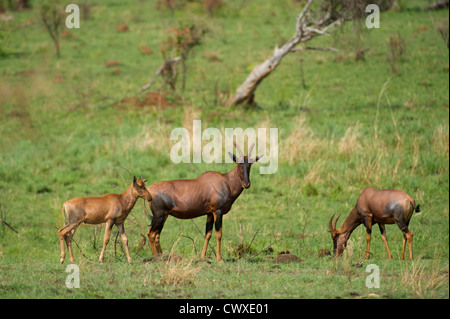 Topi (Damaliscus lunatus jimela), Parc National de l'Akagera, au Rwanda Banque D'Images