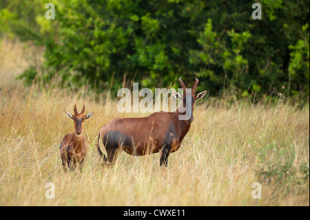 Topi (Damaliscus lunatus jimela), Parc National de l'Akagera, au Rwanda Banque D'Images