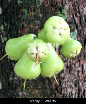 Rose ou vert pomme sur l'arbre chomphu Banque D'Images