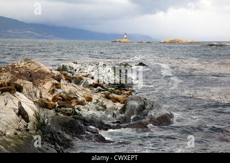 De lions de mer et les cormorans se reposant sur les îles de la Terre de feu avec les Eclaireurs Lighthouse en arrière-plan Banque D'Images
