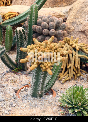 Cactus dans Nong Nooch Tropical Botanical Garden, Pattaya, Thaïlande Banque D'Images