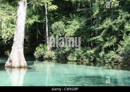 Eau aqua vert marais étang marais du ruisseau aquamarine Banque D'Images