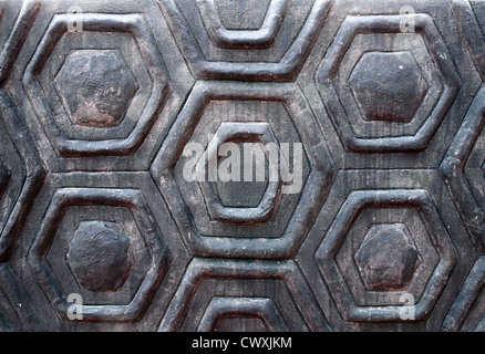 Le mur turtle shell texture background Banque D'Images
