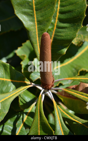 Fleurs Banksia australien Banque D'Images