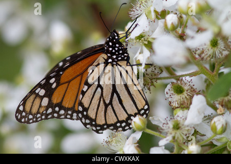 Papillon monarque sur bush blackberry Banque D'Images