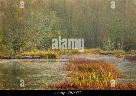 Étang des zones humides à Nisqually National Wildlife Refuge, Washington. Banque D'Images