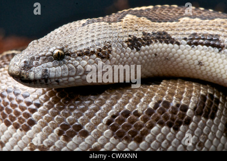 Gongylophis conicus boa / sable Banque D'Images