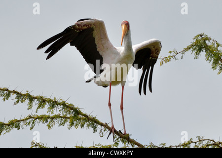 Cigogne à bec jaune debout sur une branche Banque D'Images