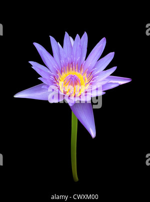 Les fleurs de lotus bleu sur fond noir Banque D'Images