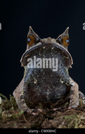 Malayan horned frog / Megophrys nasuta Banque D'Images