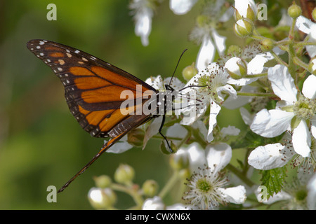 Papillon monarque et Blackberry Banque D'Images