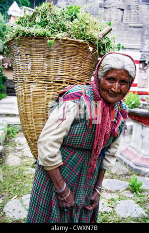 Vieille dame indiens en costume traditionnel portant un panier plein de mauvaises herbes. Nagar, Himachal Pradesh, Inde Banque D'Images