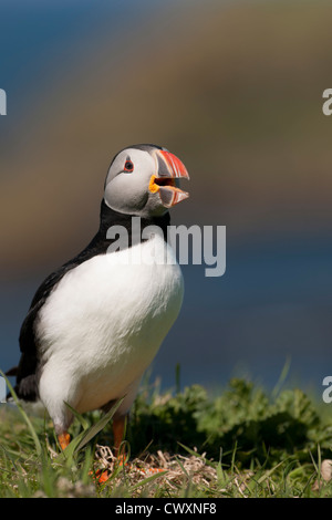 Un macareux heureux sur Lunga, une des îles Treshnish en Écosse. Banque D'Images