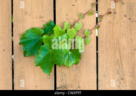 Ivy poussant sur un mur d'arrière-cour en bois au printemps. Banque D'Images