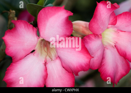 Fleur Rose du désert (Adenium obesum) en fleurs. Banque D'Images