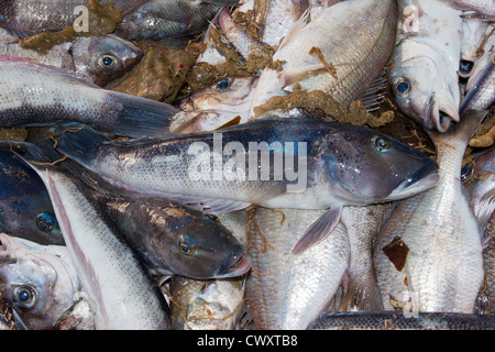 Courriers de chalut, sur un chalutier de pêche commerciale. La morue (Parapercis colias bleu) et tarakihi. Banque D'Images