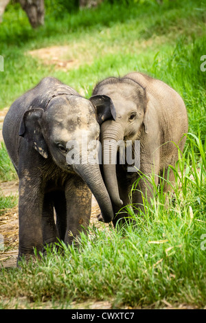 CHIANG MAI, THAÏLANDE - 16 juin 2012 : deux bébés éléphants jouant dans les champs. Banque D'Images