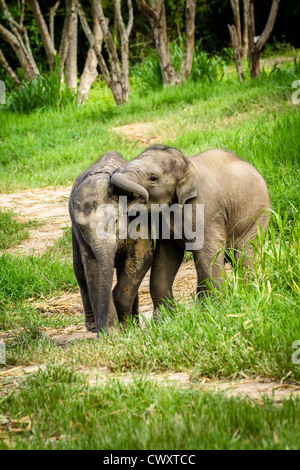 CHIANG MAI, THAÏLANDE - 16 juin 2012 : deux bébés éléphants jouant dans les champs. Banque D'Images