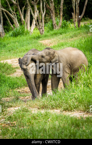 CHIANG MAI, THAÏLANDE - 16 juin 2012 : deux bébés éléphants jouant dans les champs. Banque D'Images