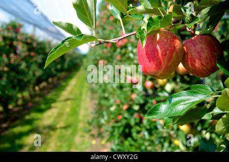 Des pommes mûres dans une plantation. Ci-dessus est un filet de protection contre la grêle. Banque D'Images