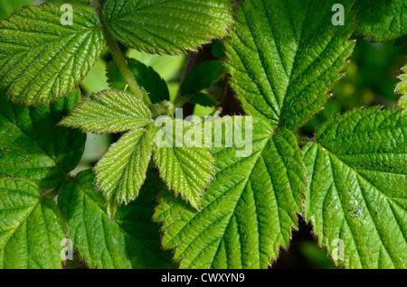 Feuilles / feuillage de Brumble / Rubus fruticosus agg. Plante médicinale autrefois utilisée pour les remèdes à base de plantes, tandis que les fruits mûrs familiers utilisés comme nourriture. Banque D'Images