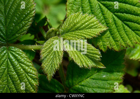 Feuilles / feuillage de Brumble / Rubus fruticosus agg. Plante médicinale autrefois utilisée pour les remèdes à base de plantes, tandis que les fruits mûrs familiers utilisés comme nourriture. Banque D'Images