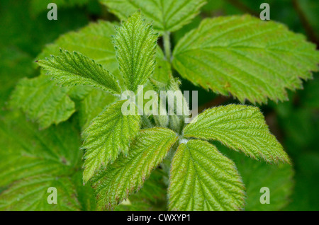 Feuilles / feuillage de Brumble / Rubus fruticosus agg. Plante médicinale autrefois utilisée pour les remèdes à base de plantes, tandis que les fruits mûrs familiers utilisés comme nourriture. Banque D'Images