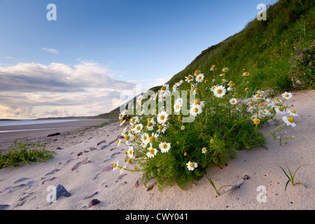 Rhossili ; plage ; mer ; Pays de Galles ; camomille Gower ; UK Banque D'Images