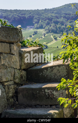 Escalier dans le vignoble Banque D'Images