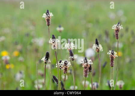 ; Plantain lancéole Plantago lanceolata ; pré ; Royaume-Uni ; l'été Banque D'Images