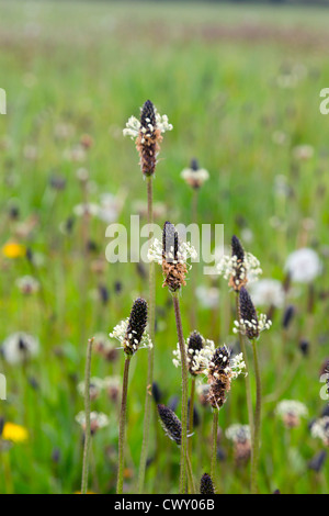 ; Plantain lancéole Plantago lanceolata ; pré ; Royaume-Uni ; l'été Banque D'Images