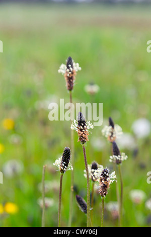 ; Plantain lancéole Plantago lanceolata ; pré ; Royaume-Uni ; l'été Banque D'Images