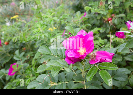 Rose ; Rosa rugosa ; Royaume-Uni ; été Banque D'Images