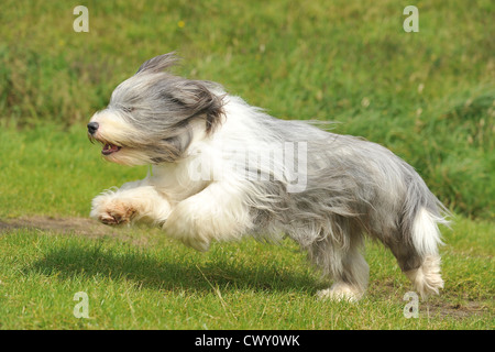 Bearded collie sautant Banque D'Images