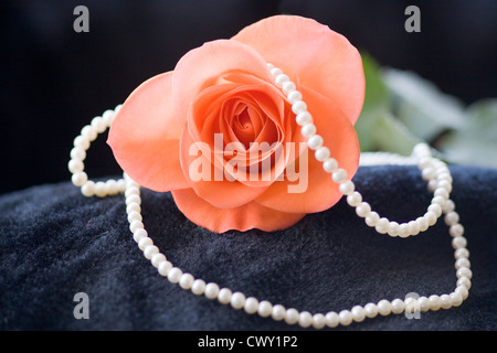 De couleur pêche orange ou rose drapé dans un collier de perles blanches sur un fond noir Banque D'Images