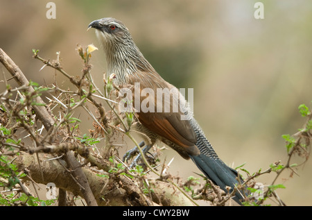 Coucal à sourcils blancs sur acacia, se nourrit de petits insectes Banque D'Images