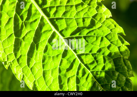 Une feuille de menthe dans la chaude soirée de lumière. Banque D'Images