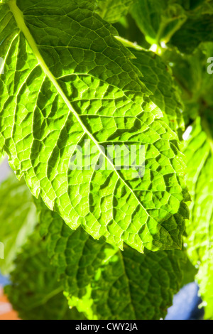 Une feuille de menthe dans la chaude soirée de lumière. Banque D'Images