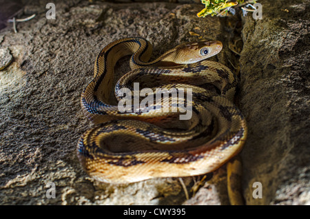 Le nord de Trans-pecos (Bogertophis subocularis Couleuvre obscure, subocularis), Sierra county, Nouveau Mexique, USA. Banque D'Images